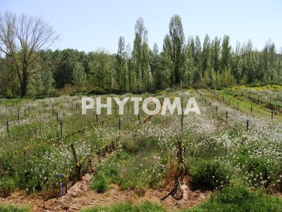 Cubierta vegetal en viñedo 